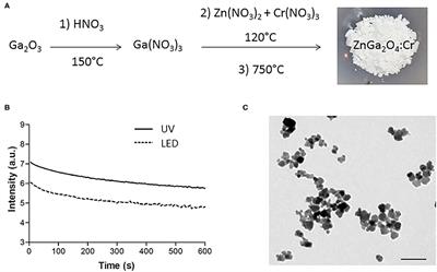 Coating Persistent Luminescence Nanoparticles With Hydrophilic Polymers for in vivo Imaging